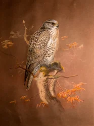 Isländischer Falke (Hierofalco islandus), 1856-67